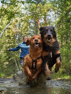 Harnais Pour Chien - Freemotion Harness - Non-Stop Dogwear 14 Harnais Pour Chien - Freemotion Harness - Non-Stop Dogwear -Animalerie non stop dogwear harnais freemotion 6