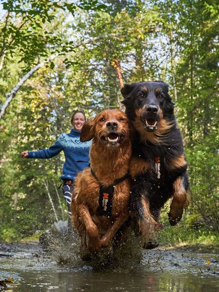 Harnais Pour Chien - Freemotion Harness - Non-Stop Dogwear 8 Harnais Pour Chien - Freemotion Harness - Non-Stop Dogwear – Image 6