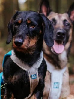 Non-stop Dogwear Harnais Pour Chien - Freemotion Harness 5.0 - Bleu/Gris -Animalerie non stop dogwear harnais freemotion bleu