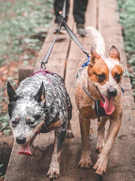 Laisse Double - Touring Double (M) - Non-Stop Dogwear 7 Laisse Double - Touring Double (M) - Non-Stop Dogwear – Image 5