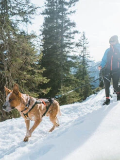 Laisse Pour Chien Sportif - Touring Bungee - Non-Stop Dogwear -Animalerie non stop dogwear ligne chien laisse TOURING BUNGEE 1 1