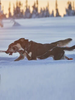 Harnais Pour Chien - Nansen Nome Harness 5.0 - Non-Stop Dogwear -Animalerie non stop dogwear nansen nome harness 5.0 1