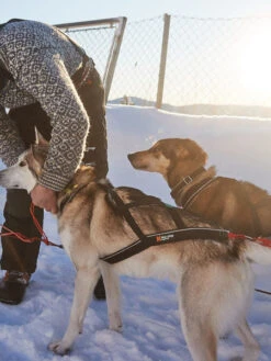 Harnais Pour Chien - Nansen Nome Harness 5.0 - Non-Stop Dogwear -Animalerie non stop dogwear nansen nome harness 5.0 3