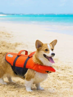 Gilet De Sauvetage Pour Chien - Orange - Outward Hound -Animalerie outward hound GranbySplash gillet sauvetage pour chien 6