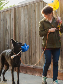 Jouet En Peluche Pour Chien - Ballon D'anniversaire - Pet PLAY -Animalerie pet play peluche pour chien 2020 ballon anniversaire 2