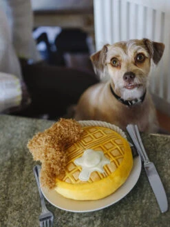 Jouet En Peluche Pour Chien - Barking Brunch - Gaufre Au Poulet - Pet PLAY 9 Jouet En Peluche Pour Chien - Barking Brunch - Gaufre Au Poulet - Pet PLAY -Animalerie pet play peluche pour chien 2020 gauffre poulet 4