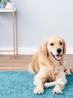 Bâton De Bois Cerf à Mâcher Pour Chien - Deerhorn 10 Bâton De Bois Cerf à Mâcher Pour Chien - Deerhorn -Animalerie pet stages bois de cerf a macher deerhorn 5