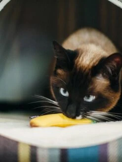 Jouet Pour Chat - Herbe à Chat Biologique - Fruits - Pet PLAY 8 Jouet Pour Chat - Herbe à Chat Biologique - Fruits - Pet PLAY -Animalerie petplay peluche ecofriendly pour chat 7