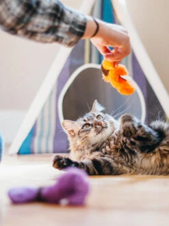 Jouet Pour Chat - Herbe à Chat Biologique - Vers De Terre - Pet PLAY -Animalerie petplay peluche ecofriendly pour chat vers de terre 3