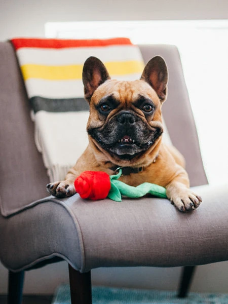 Jouet En Peluche Pour Chien - Puppy Love - Bouquet De Fleurs - Pet PLAY 4 Jouet En Peluche Pour Chien - Puppy Love - Bouquet De Fleurs - Pet PLAY – Image 2