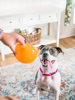 Snoop Orbee-Tuff Pour Chien - Jouet Interactif Distributeur De Friandises 16 Snoop Orbee-Tuff Pour Chien - Jouet Interactif Distributeur De Friandises -Animalerie planet dog jouet interactif occupation chien snoop 3