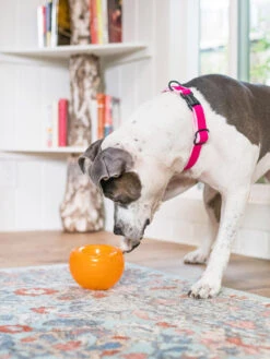 Snoop Orbee-Tuff Pour Chien - Jouet Interactif Distributeur De Friandises 18 Snoop Orbee-Tuff Pour Chien - Jouet Interactif Distributeur De Friandises -Animalerie planet dog jouet interactif occupation chien snoop 4