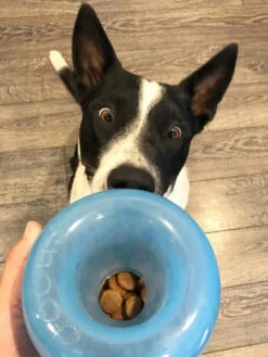 Snoop Orbee-Tuff Pour Chien - Jouet Interactif Distributeur De Friandises 17 Snoop Orbee-Tuff Pour Chien - Jouet Interactif Distributeur De Friandises -Animalerie planet dog jouet interactif occupation chien snoop 7