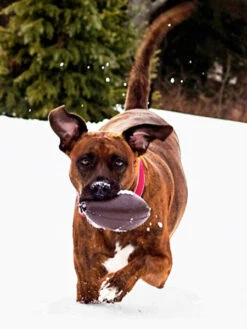 Balle Orbee Tuff Pour Chien - Football US - Eco-friendly Et Durable 9 Balle Orbee Tuff Pour Chien - Football US - Eco-friendly Et Durable -Animalerie planet dog jouet resistant eco friendly durable naturel balle football us 2