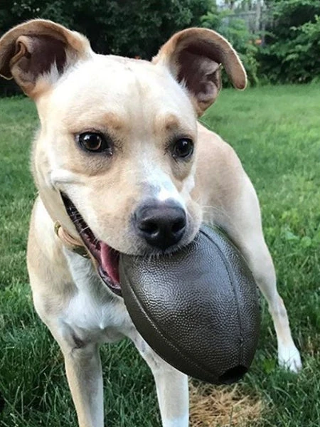 Balle Orbee Tuff Pour Chien - Football US - Eco-friendly Et Durable 6 Balle Orbee Tuff Pour Chien - Football US - Eco-friendly Et Durable – Image 4