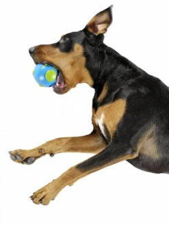 Balle Orbee Tuff Pour Chien - Planète - Eco-friendly Et Durable - Taille M -Animalerie planet dog jouet resistant eco friendly durable naturel balle planet