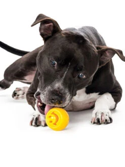 Balle Orbee Tuff Pour Chien - Smiley - Eco-friendly Et Durable -Animalerie planet dog jouet resistant eco friendly durable naturel nook smiley