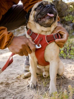 Harnais Ruffwear - Front Range - Rouge Brique -Animalerie ruffwear harnais front range pour chien red clay 1