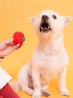 Jouet De Fouille Pour Chien - Tomates Cerises - The FurryFolks 10 Jouet De Fouille Pour Chien - Tomates Cerises - The FurryFolks -Animalerie the furry folks jouet de fouille puzzle interactif pour chien CherryTomato nose work tug 4