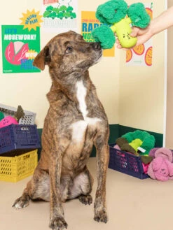 Jouet De Fouille Et D'enrichissement Pour Chien - Brocolis - The FurryFolks -Animalerie the furry folks jouet de fouille puzzle interactif pour chien brocolis 3