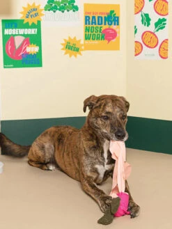 Jouet De Fouille Et D'enrichissement Pour Chien - Radis - The FurryFolks 9 Jouet De Fouille Et D'enrichissement Pour Chien - Radis - The FurryFolks -Animalerie the furry folks jouet de fouille puzzle interactif pour chien radis 4 1