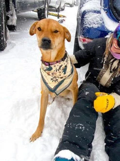 Bandana En Coton - Appalachian Mountains - The Landmark Project -Animalerie the landmark project bandana pour chien Appalachian Animals 5