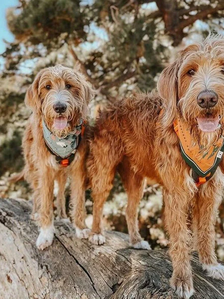 Bandana En Coton - Northwest Wildlife - The Landmark Project 4 Bandana En Coton - Northwest Wildlife - The Landmark Project – Image 2