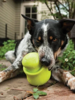 Jouet D'enrichissement Pour Chien - TOPPL Zogoflex - West Paw 10 Jouet D'enrichissement Pour Chien - TOPPL Zogoflex - West Paw -Animalerie west paw Toppl jouet a garnir fourrer ecologique naturel pour chien vert 3