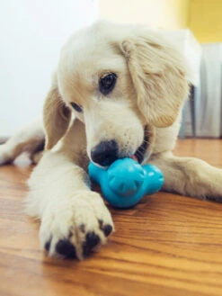 West Paw Jouet à Garnir Puzzle Pour Chien - Tux Zogoflex - Eco-friendly -Animalerie west paw Tux jouet a garnir fourrer ecologique naturel pour chien bleu 3