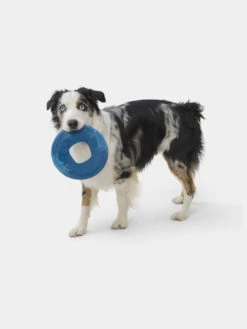 Frisbee Eco Friendly Pour Chien - Sailz - West Paw - Bleu -Animalerie west paw frisbee sailz chien ecologique bleu 2