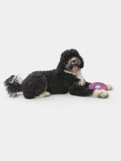 Frisbee Eco Friendly Pour Chien - Sailz - West Paw - Rouge -Animalerie west paw frisbee sailz chien ecologique rouge 2