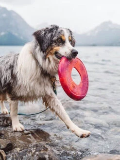 Frisbee Eco Friendly Pour Chien - Sailz - West Paw - Rouge -Animalerie west paw frisbee sailz chien ecologique rouuge 1