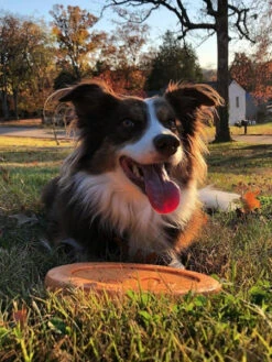 Frisbee Eco Friendly Pour Chien - Zisc - West Paw - Orange -Animalerie west paw frisbee zisc chien ecologique orange 4