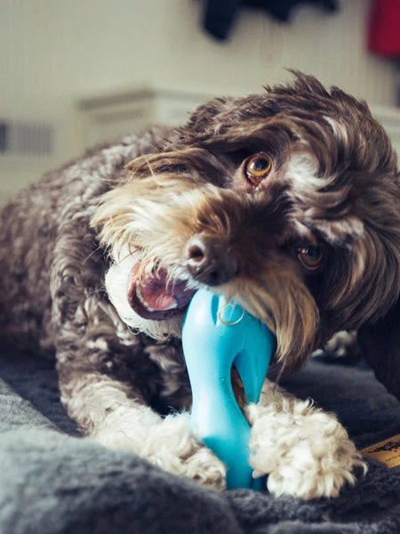 West Paw Jouet Interactif Puzzle Pour Chien - Qwizl Zogoflex - Bleu - Eco-friendly 4 West Paw Jouet Interactif Puzzle Pour Chien - Qwizl Zogoflex - Bleu - Eco-friendly – Image 2