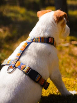 Harnais Original Pour Chien Motif Nightless Night - Woolly Wolf 10 Harnais Original Pour Chien Motif Nightless Night - Woolly Wolf -Animalerie woolywolf harnais design pour chien Nightless Night 2