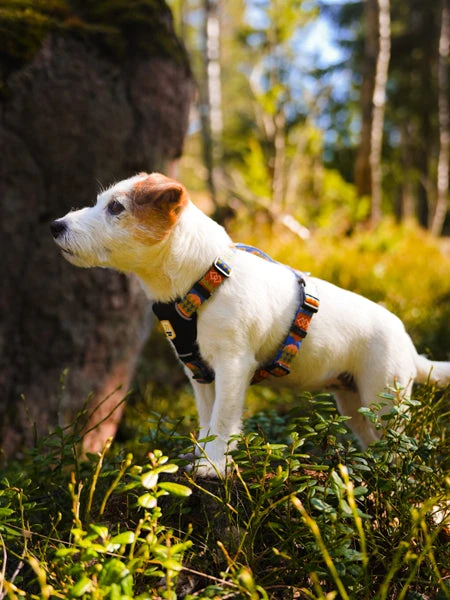 Harnais Original Pour Chien Motif Nightless Night - Woolly Wolf 6 Harnais Original Pour Chien Motif Nightless Night - Woolly Wolf – Image 4