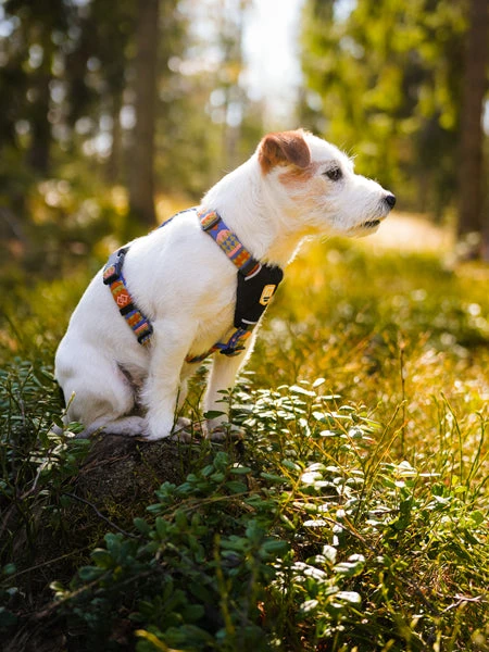 Harnais Original Pour Chien Motif Nightless Night - Woolly Wolf 4 Harnais Original Pour Chien Motif Nightless Night - Woolly Wolf – Image 2