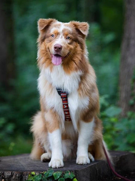 Harnais Original Pour Chien Motif Polar Night - Woolly Wolf 4 Harnais Original Pour Chien Motif Polar Night - Woolly Wolf – Image 2