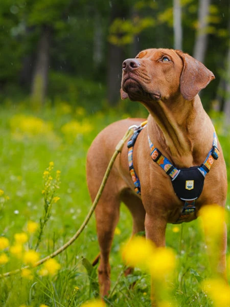 Laisse En Corde Recyclée Pour Chien - Pistachio - Woolly Wolf 4 Laisse En Corde Recyclée Pour Chien - Pistachio - Woolly Wolf – Image 2