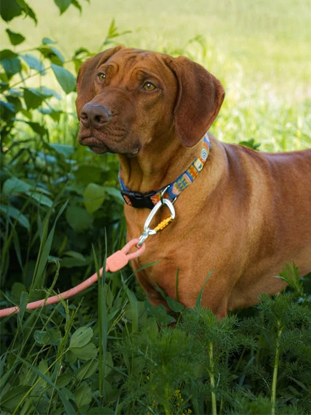 Laisse En Corde Recyclée Pour Chien - Salmon Pink - Woolly Wolf 4 Laisse En Corde Recyclée Pour Chien - Salmon Pink - Woolly Wolf – Image 2