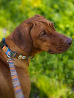 Laisse Originale Pour Chien Motif Nightless Night - Woolly Wolf -Animalerie woolywolf laisse pour chien Nightless Night 3