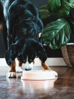 Jouet D'occupation Pour Chien - Wagging Wheel - ZippyPaws -Animalerie zippy paws Smarty paw jouet puzzle enrichissement pour chien wagging wheel 2