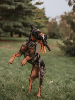 Peluche Originale Pour Chien - Sorcière 🧙‍♀️ - Zippy Paws -Animalerie zippy paws peluche pour chien sorciere 1