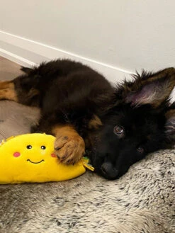 Peluche Originale Pour Chien - 🌮 Tacos Nomnomz - Zippy Paws -Animalerie zippy paws peluche pour chien tacos 6